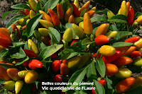Vie quotidienne de FLaure: belles couleurs des piments