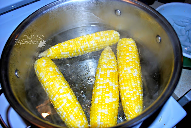Four yellow and white corn cobs blanching in a stock pot.