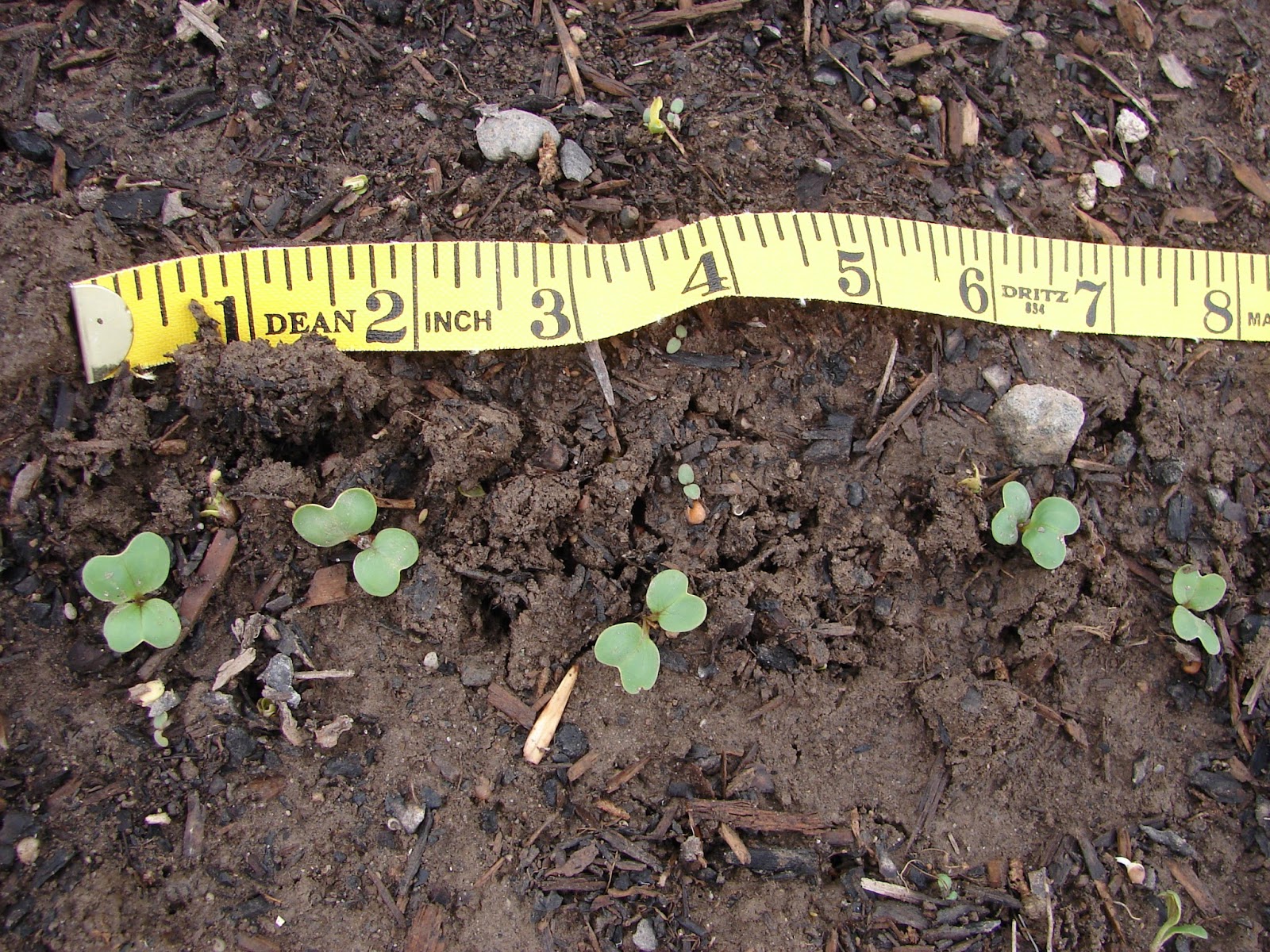 New Utah Gardener How And When Do We Thin Seedlings?