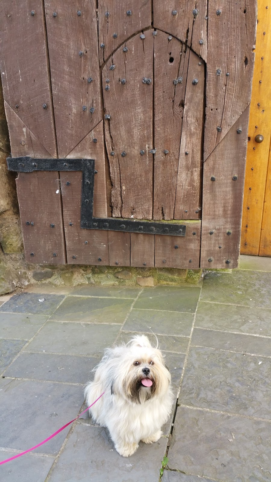 Dog Friendly Places To Eat Oswestry Dog Friendly Places To Eat Oswestry