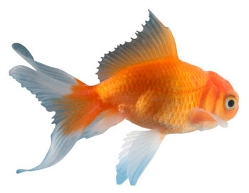 Goldfish