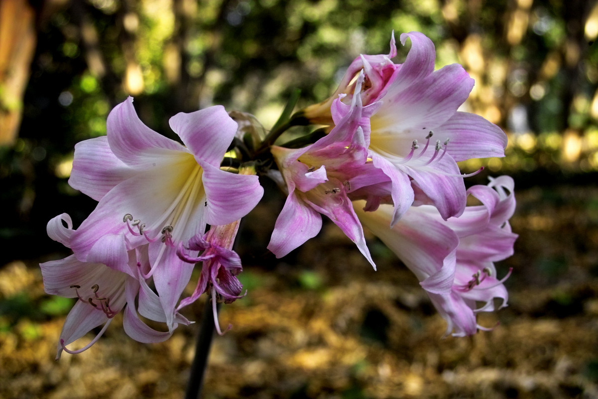 L.A. County Arboretum & Botanic Garden Plant Info South African Bulbs Flowering in the Garden
