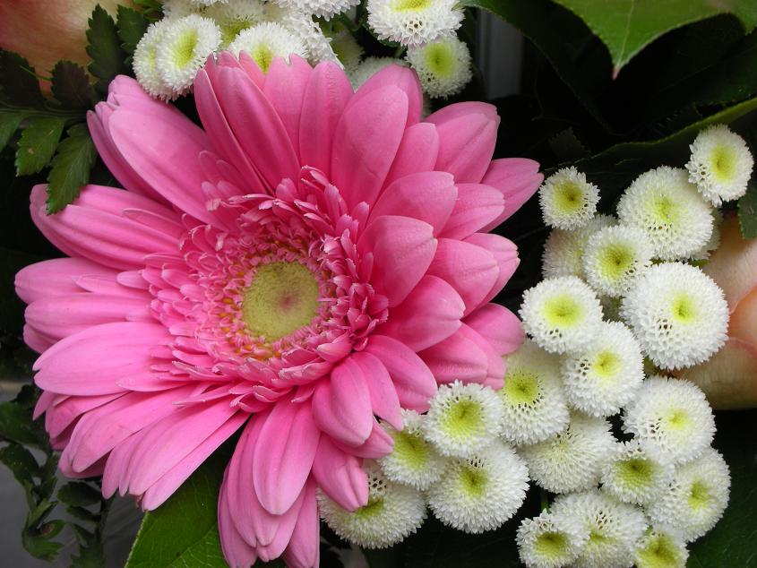 French Flowers Flowers Wallpapers