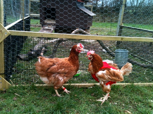 ... and Soil - Spindlebrook Combe: The arrival of the new ex-battery hens
