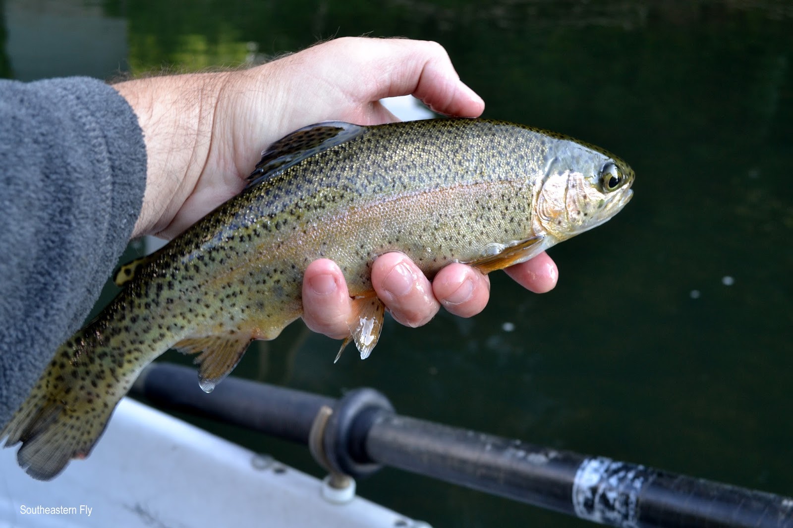 Southeastern Fly Fishing with Donnie in the Front Brace