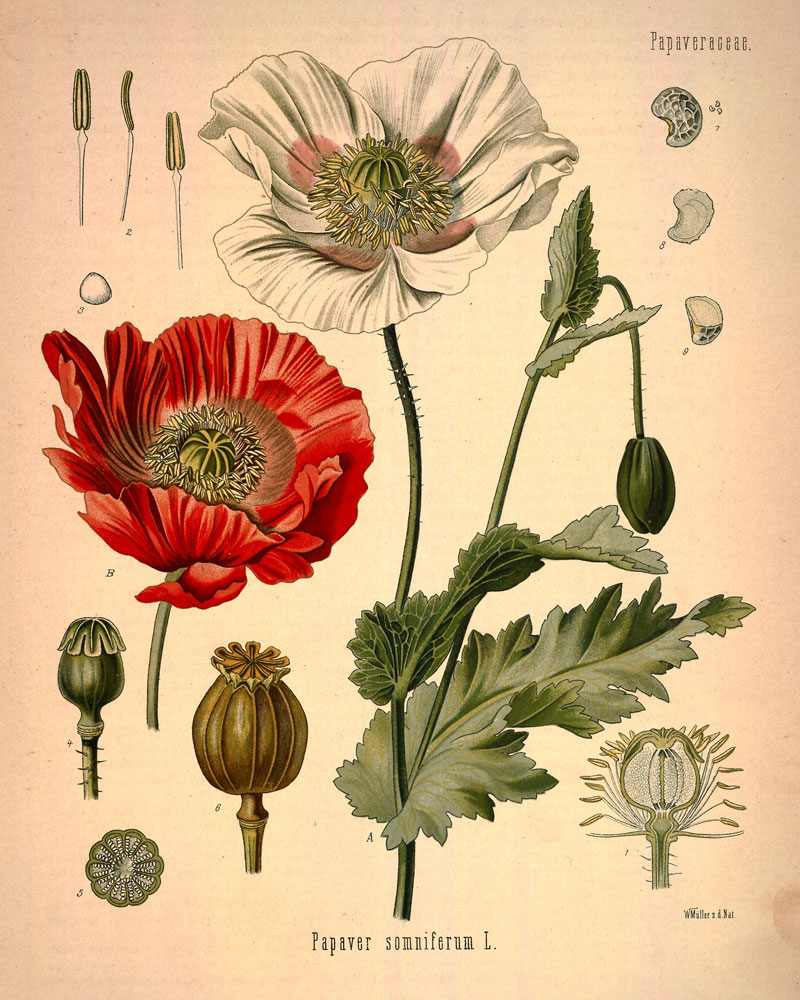 The Anatomy of Flowers: "Oh you're a florist? So what's your favourite