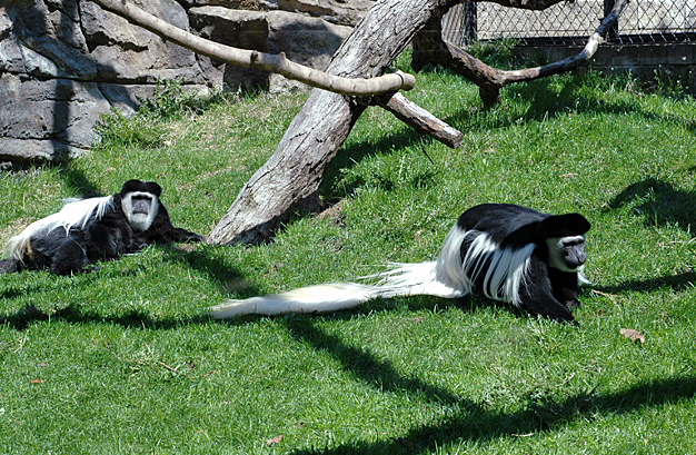 Thumbelina's Wardrobe: ZOO ADVENTURE, PART 2: PRIMATES!