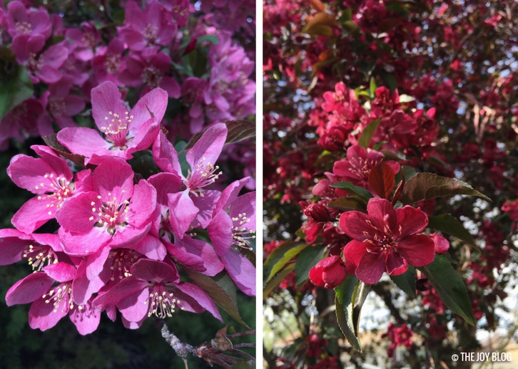 Crabapple Trees in Bloom // Pink Blossoms // www.thejoyblog.net