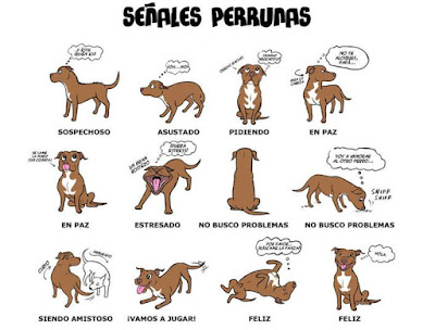 Lenguaje corporal del perro - Tips para entender el lenguaje del perro