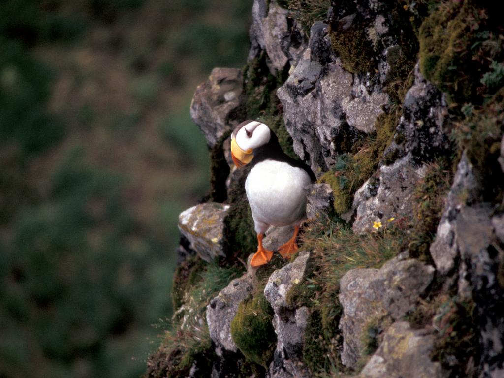 http://2.bp.blogspot.com/-9O8Q980f_50/T6CHlgncznI/AAAAAAAACW4/NYe47TFP1sQ/s1600/Horned+Puffin.jpg