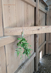 coop chicken smell herbs hang stink