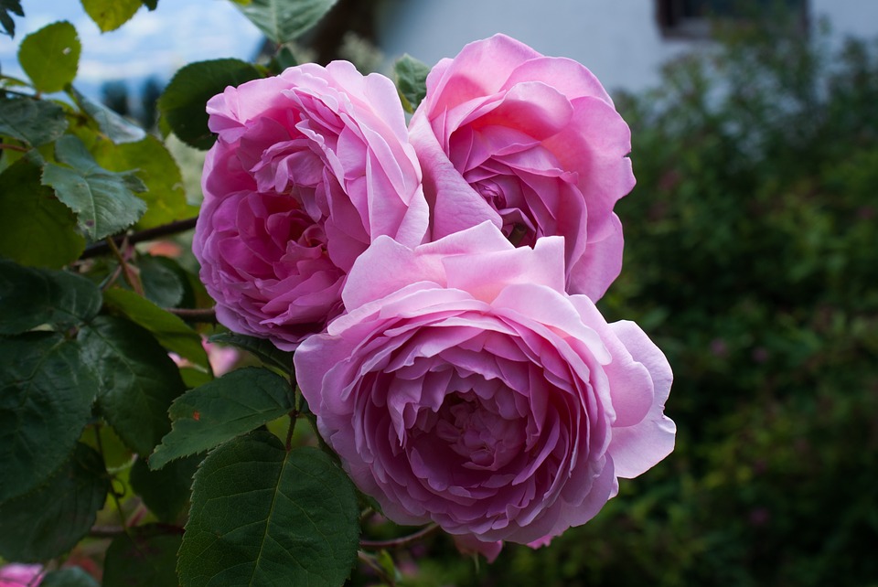 Best Roses for your Garden