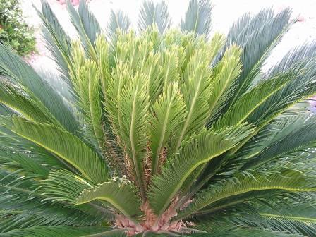 Xtremehorticulture of the Desert: Sago Palms Growing Different in Same Yard