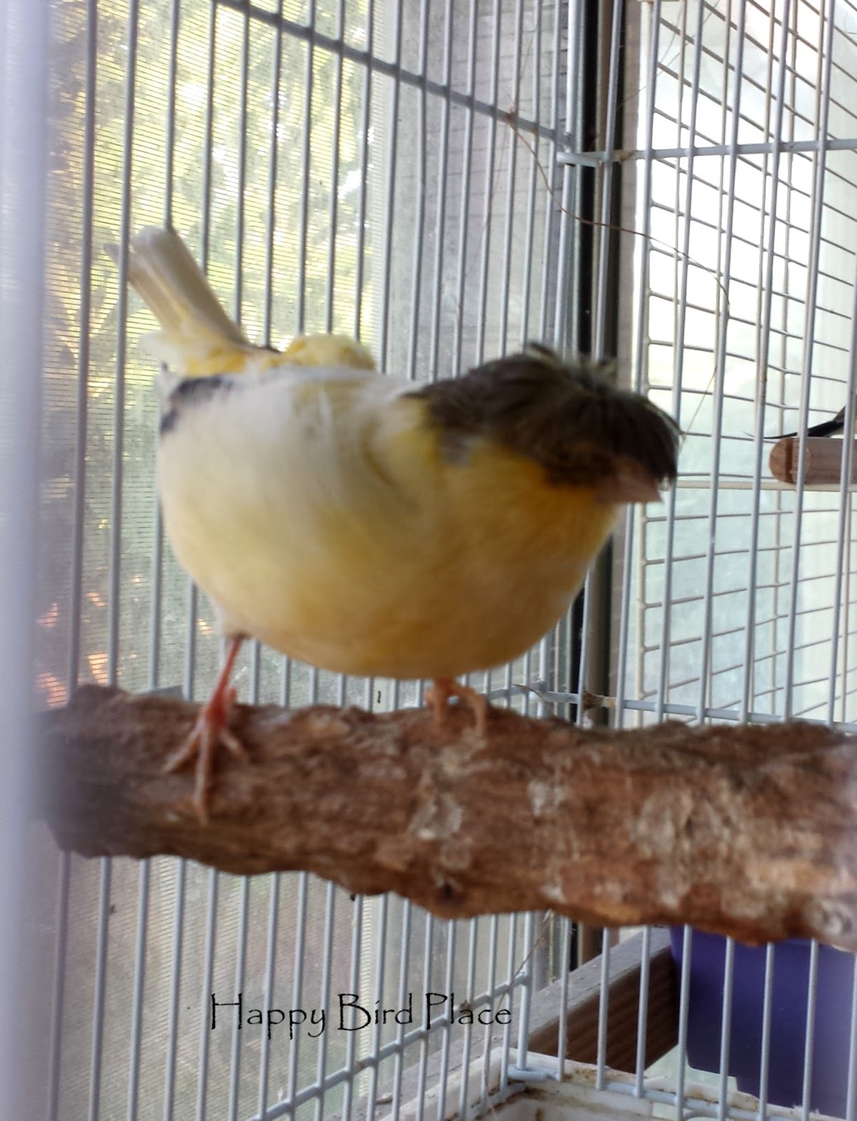 Happy Bird Place Finch and Grasskeet Blog My new gloster canary pair!