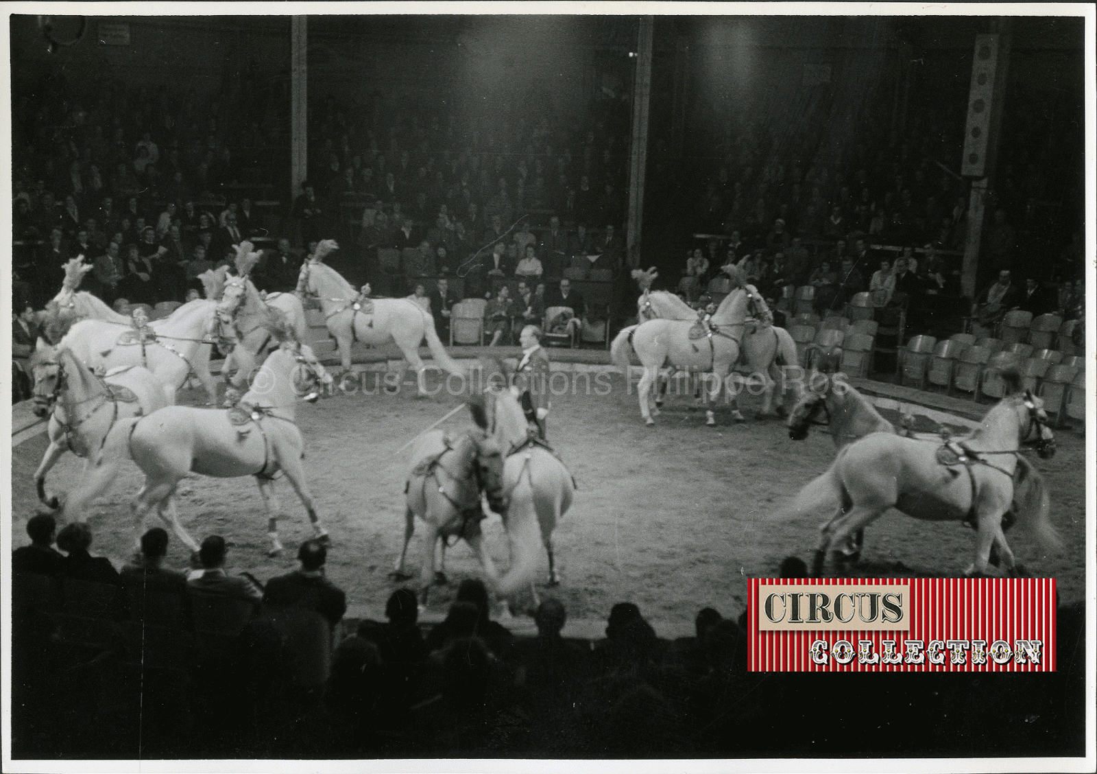Fredy Knie senior dans le manège du cirque Krone avec 12 chevaux lipizans 