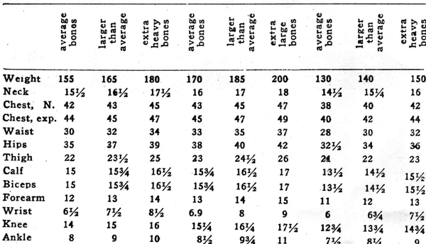 Muscle Proportion Chart