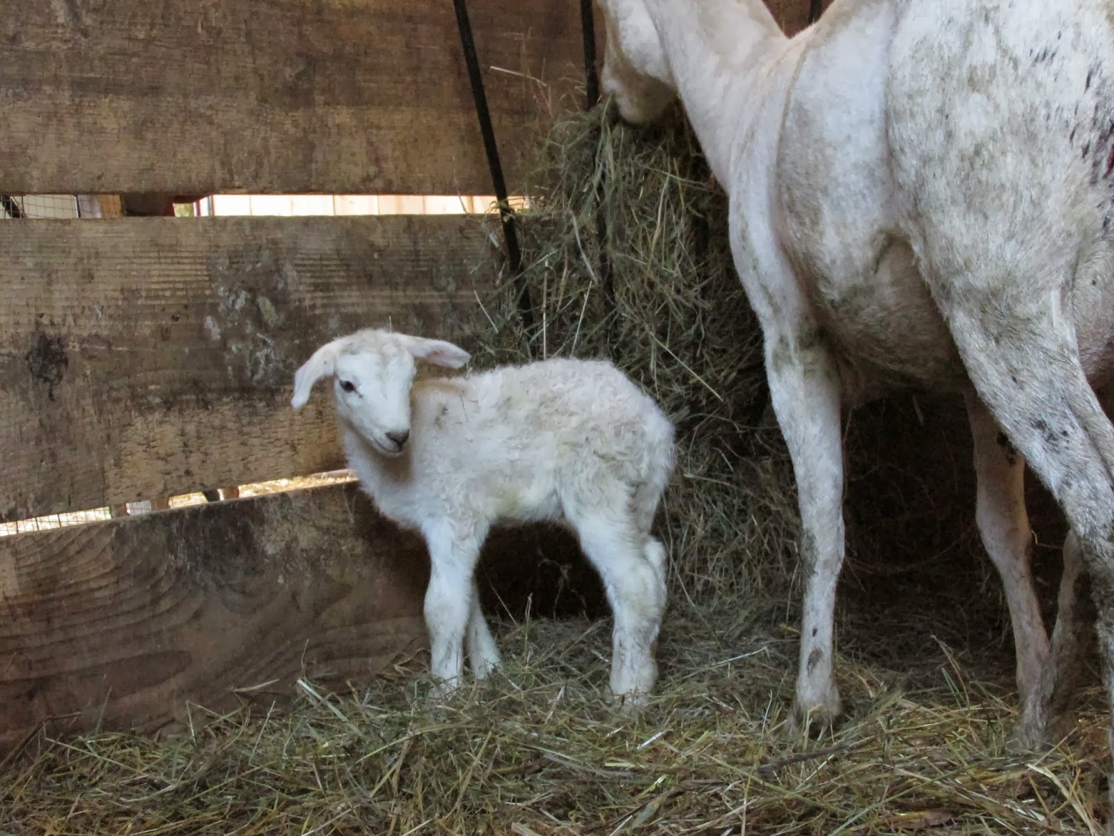 A Shepherdess's Journal to Sheep Farming: One More Ram Lamb and a Dead