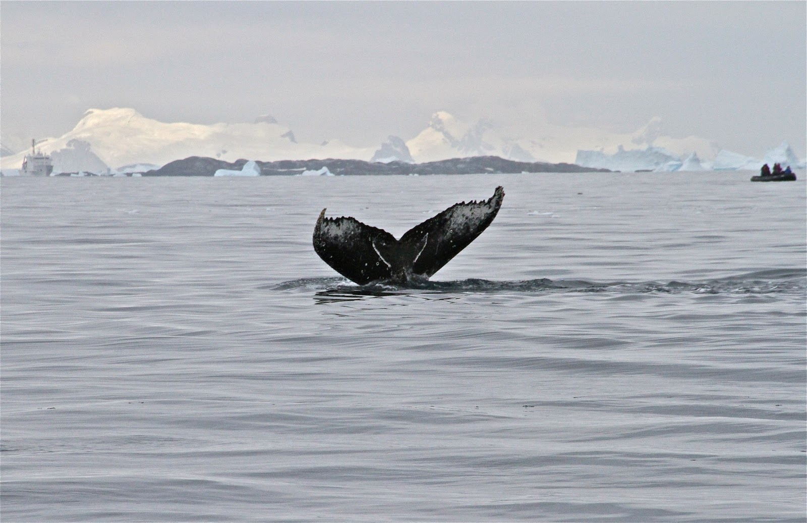 A Breath of Fresh Air: A Time of Whales.............