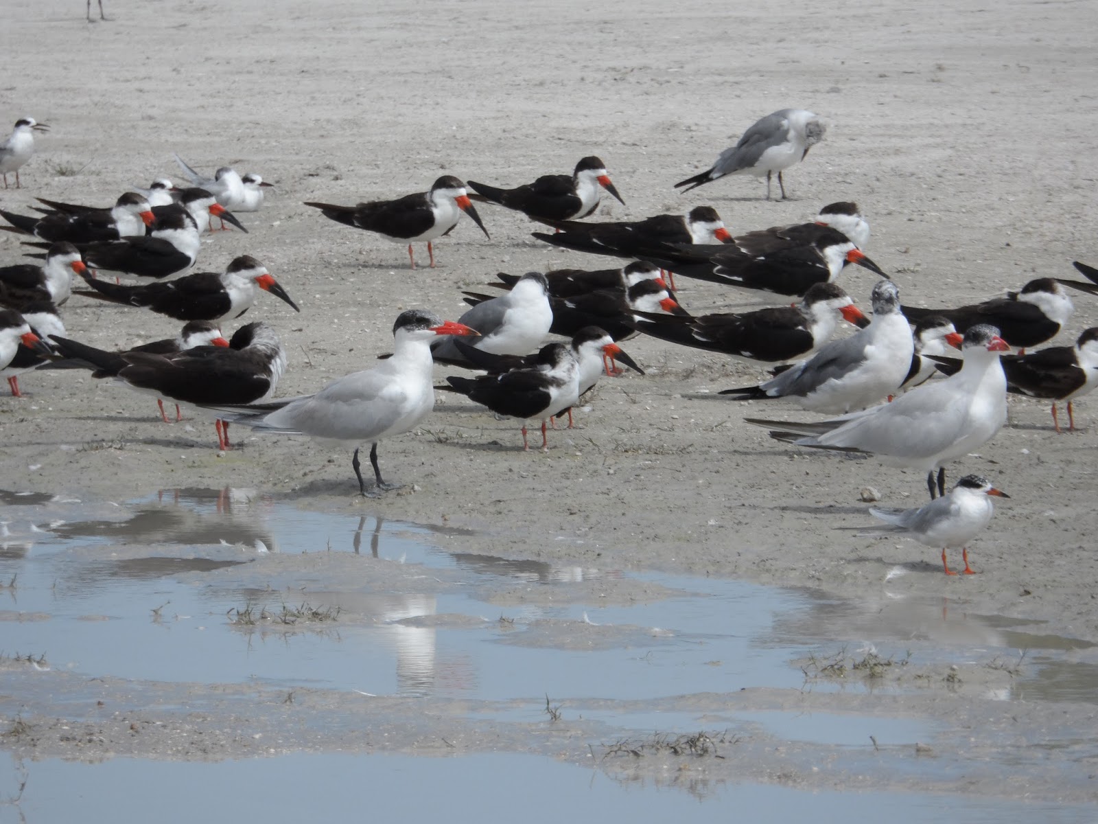 Cottage Creative Living by Egretta Wells Some Birds around Lake Okeechobee