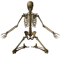 Skeleton (kerangka manusia) Skeleton (kerangka manusia)