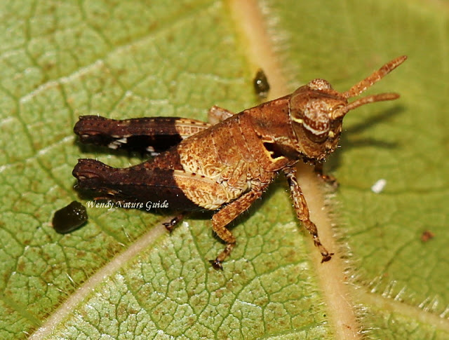 langkawi grasshopper insects traulia langkawi wildlife tour