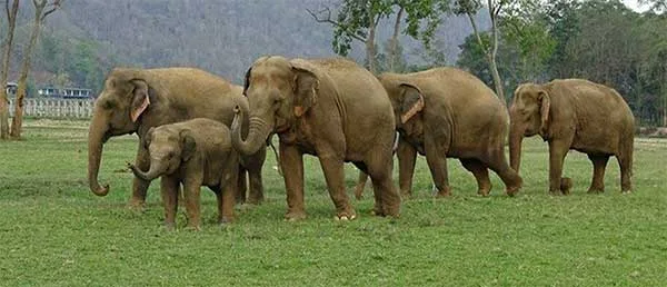  Elephant, Elephant attack, Wild Elephants, Death, Protest, News, Kerala, Doctor, Lady, Blind, Marayoor, Forest