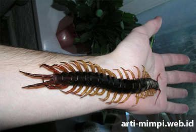 Digigit Kelabang Besar Beracun Dan Kelabang Kecil Dokumentasi Liestanti Anexia