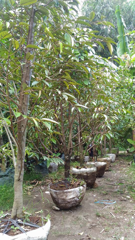 jual pohon durian siap buah bibit durian siap buah jual pohon durian siap buah bibit durian siap buah