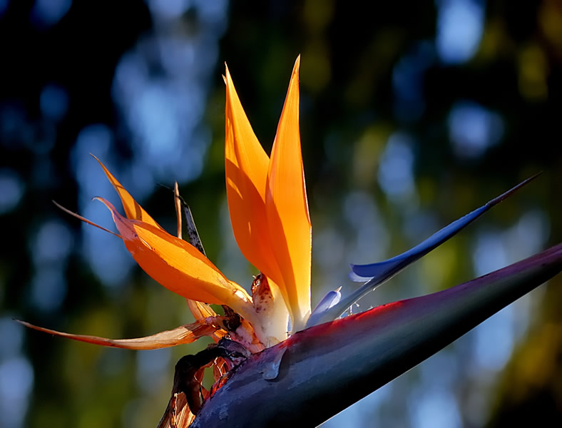 Romantic Flowers Birds of Paradise Flower