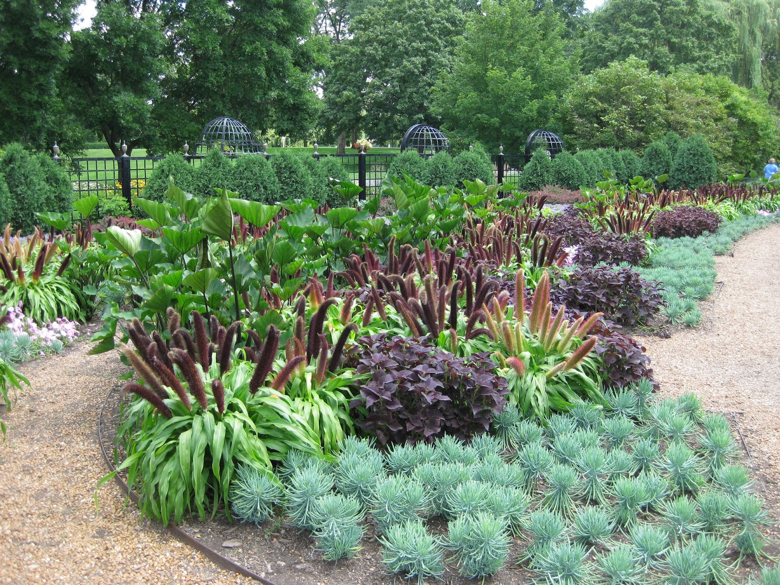 Pennisetum 'Jade Princess' Rotary Botanical Gardens