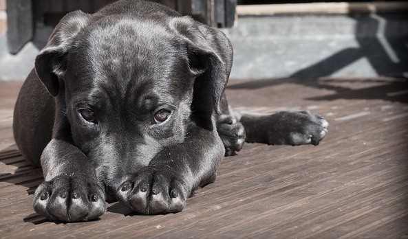 Contoh Cerpen Lucu Tentang Anjing Dan Analisis Unsur