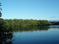 Mangroves Isabela Island, Galapagos