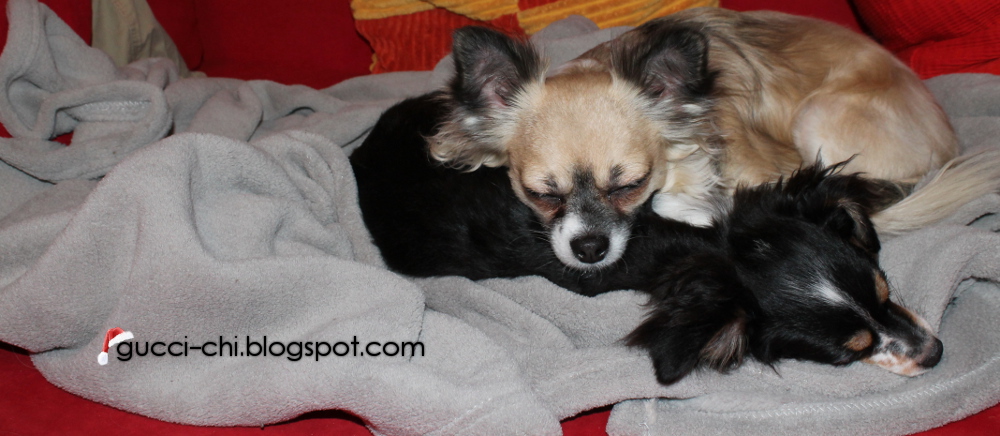 Chihuahuas: Gucci und Milo ♥