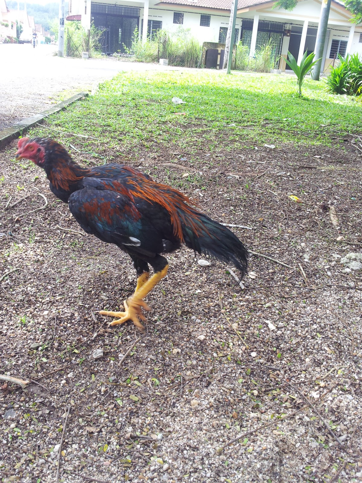 AYAM SABUNG MALAYSIA
