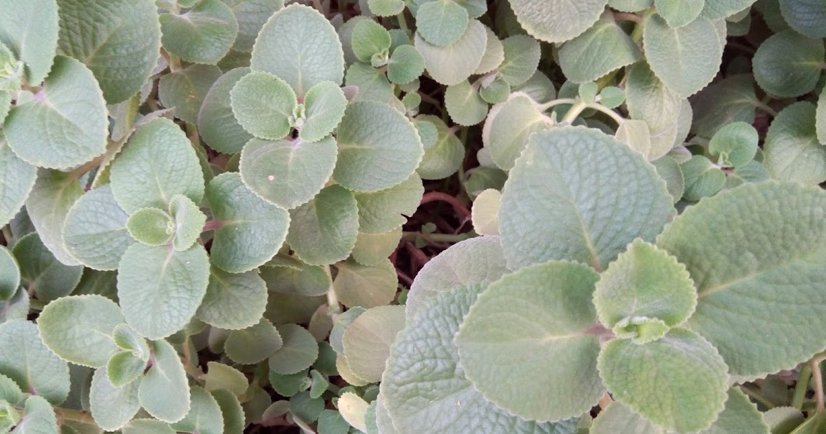 Garden Care Simplified Ajwain Oregano The Mystical herb Feng Shui