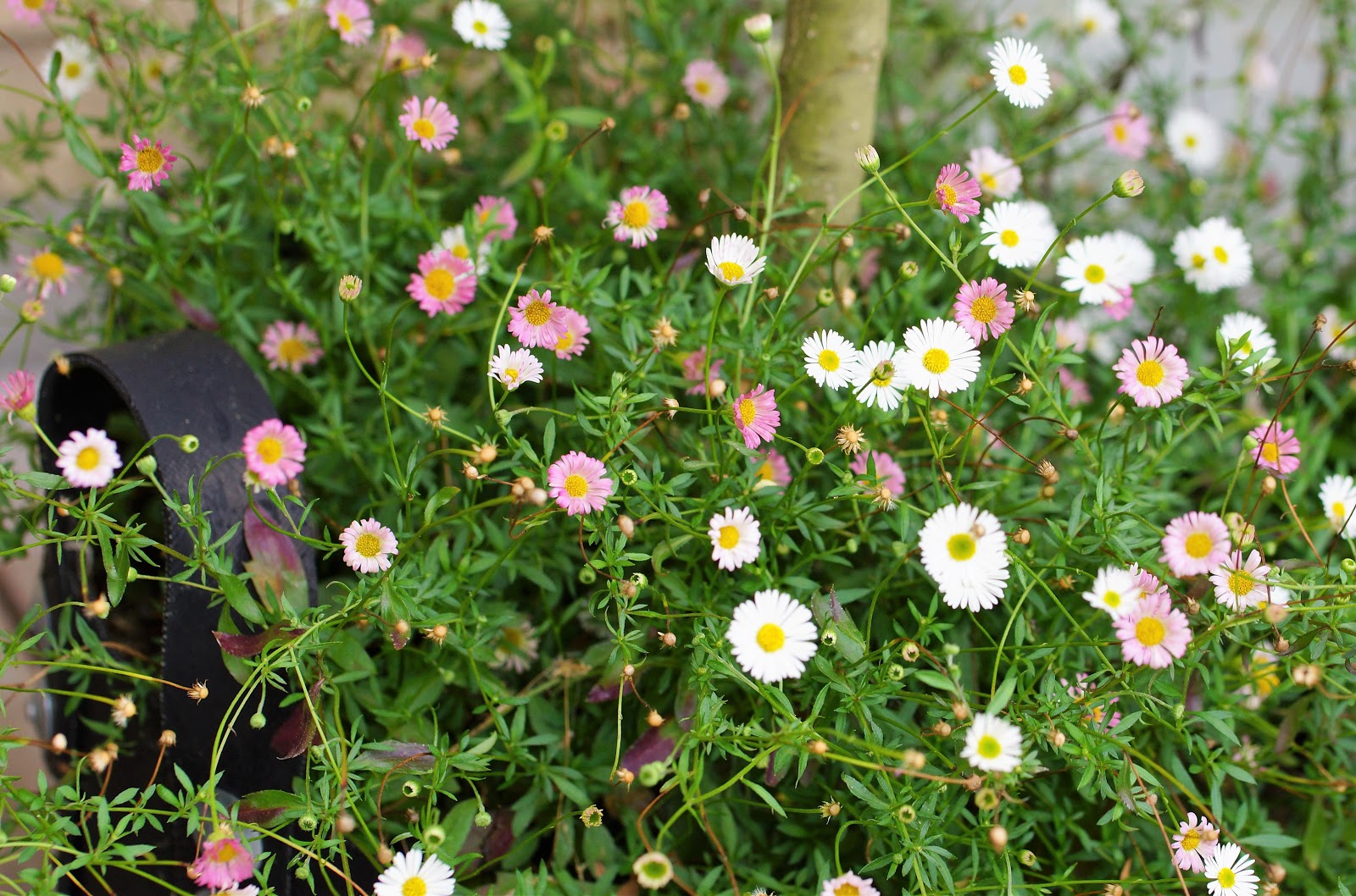 Fra frø blomst: Bunddækkeplanter i krukker