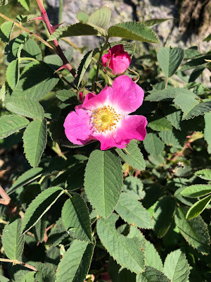 [Rosaceae] Rosa spp.