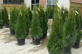 Containers of Thuja occidentalis smaragd Emerald cedars by garden muses: a Toronto gardening blog