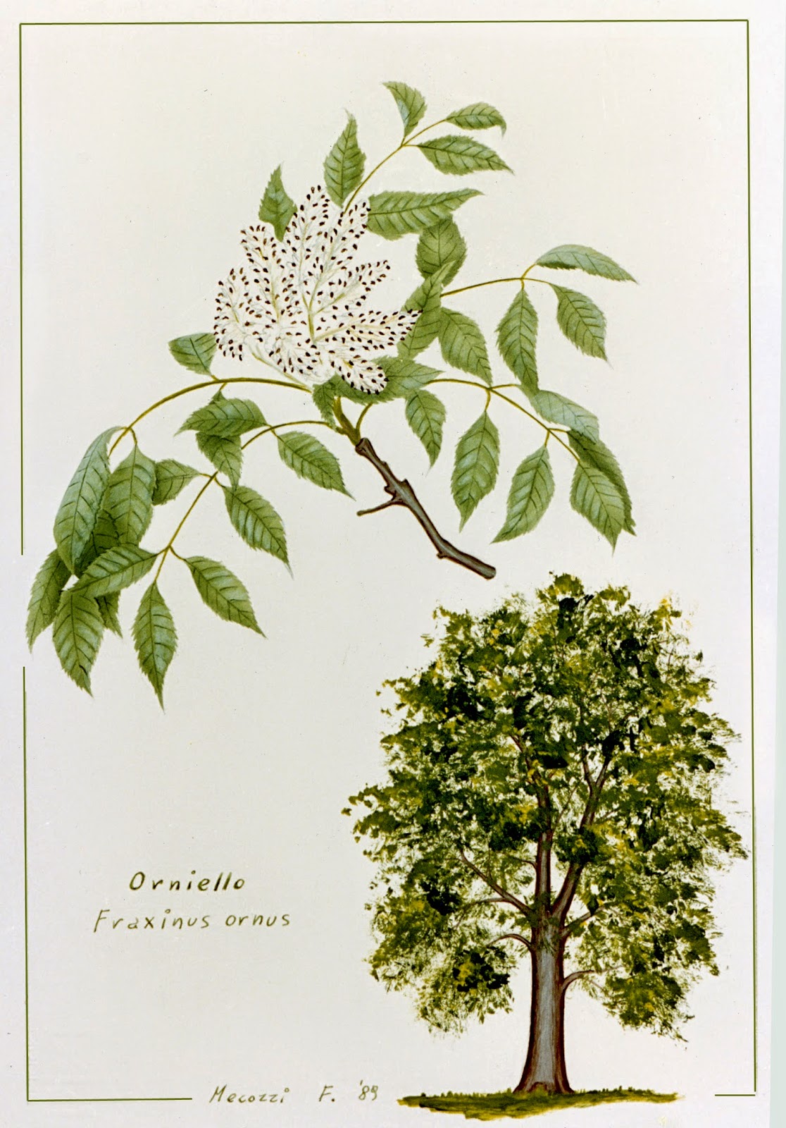 Erbario Pittorico Larice, Ontano Nero, Orniello, Olmo Campestre