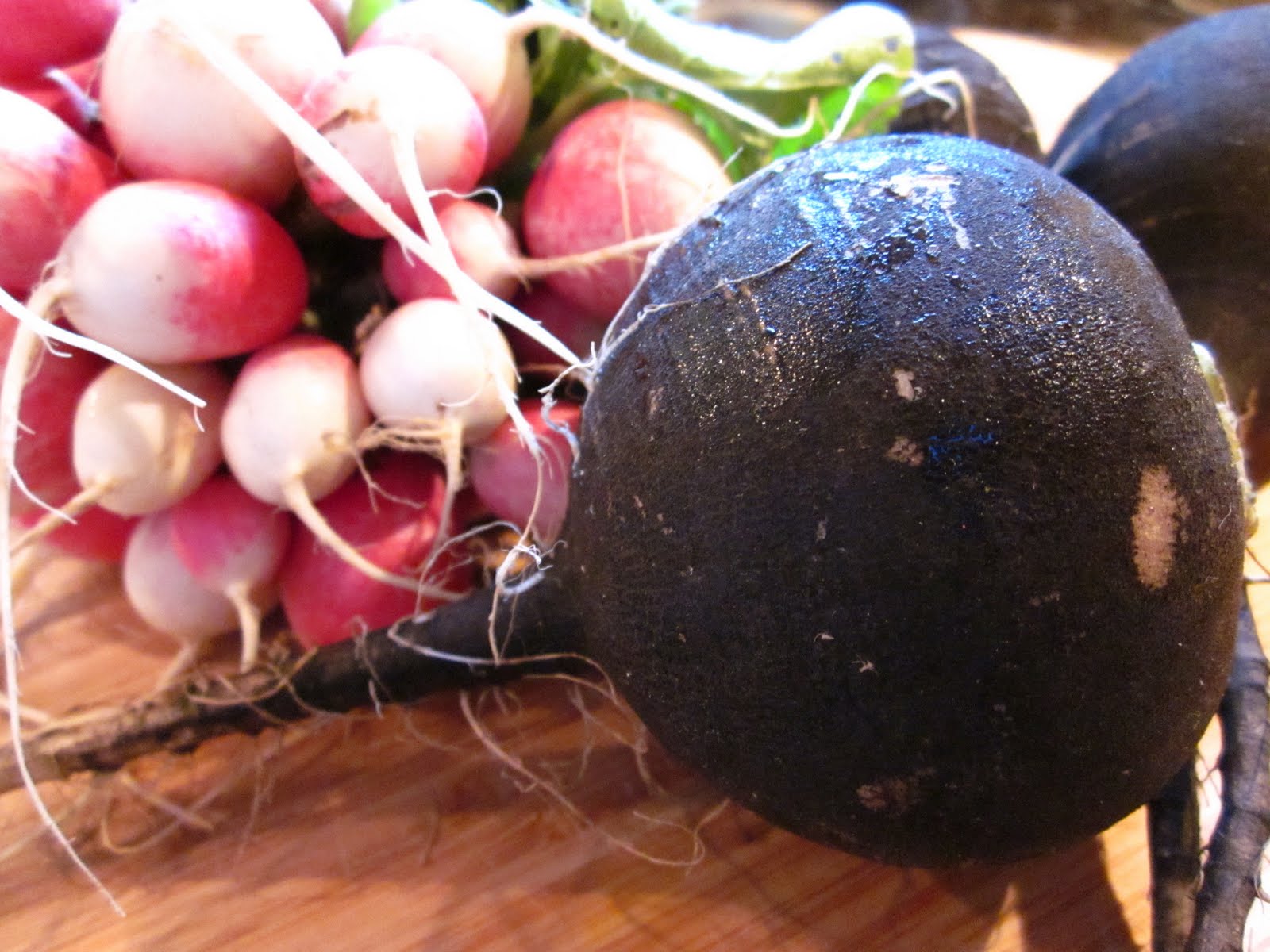 Black Spanish Radish