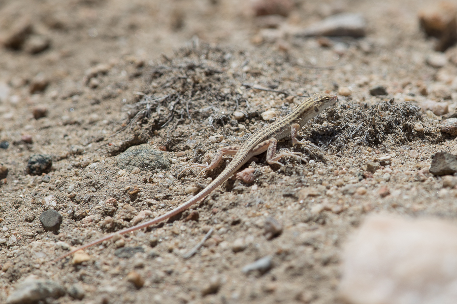 Snake-tailed Fringe-toed Lizard