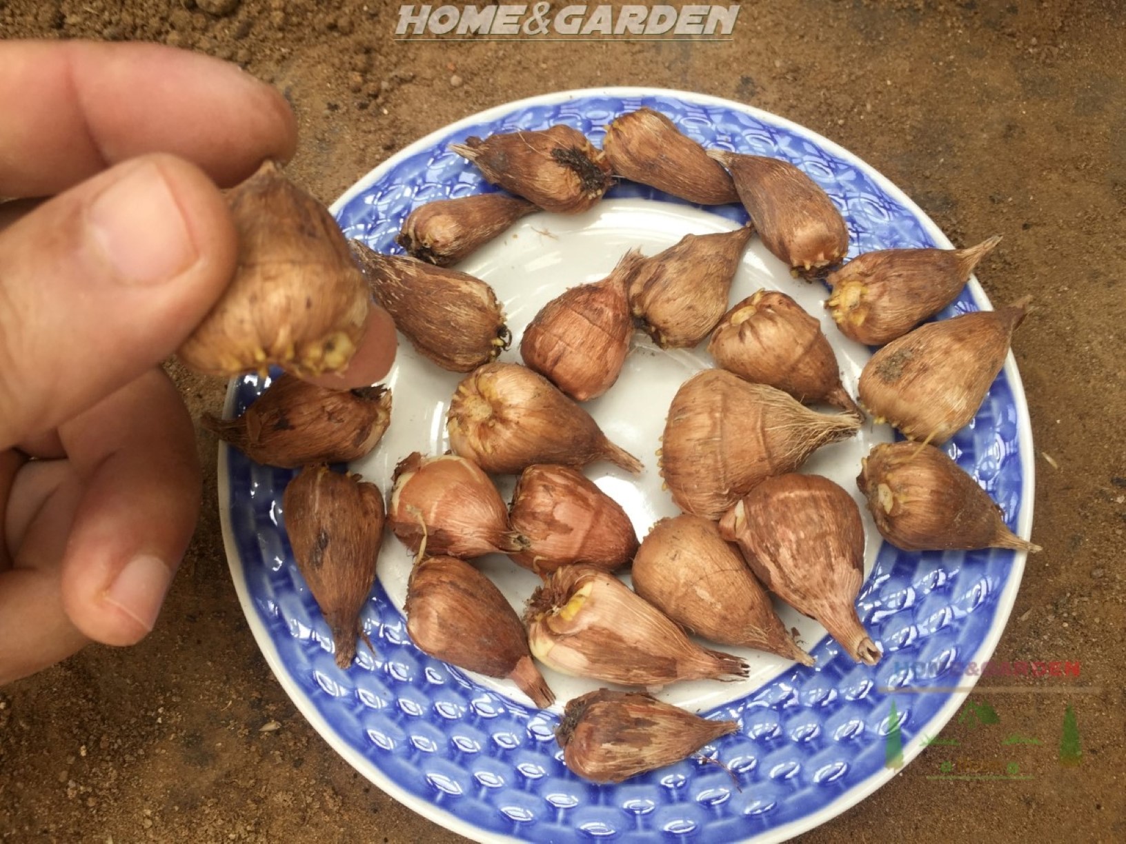 How to Grow Freesias in Pots