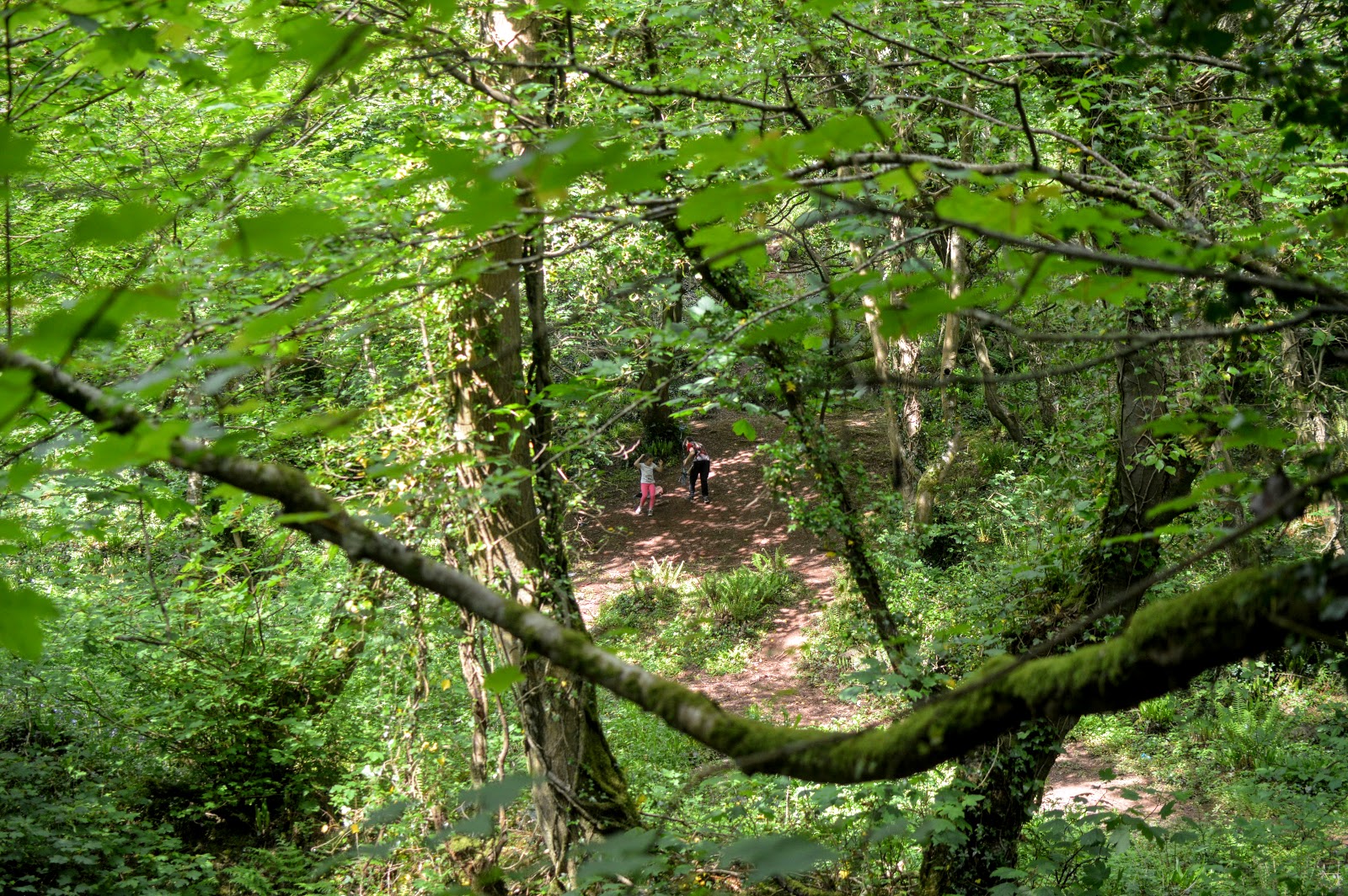 Castle Pill Woods, Milford Haven, Pembrokeshire countrykids Diary of