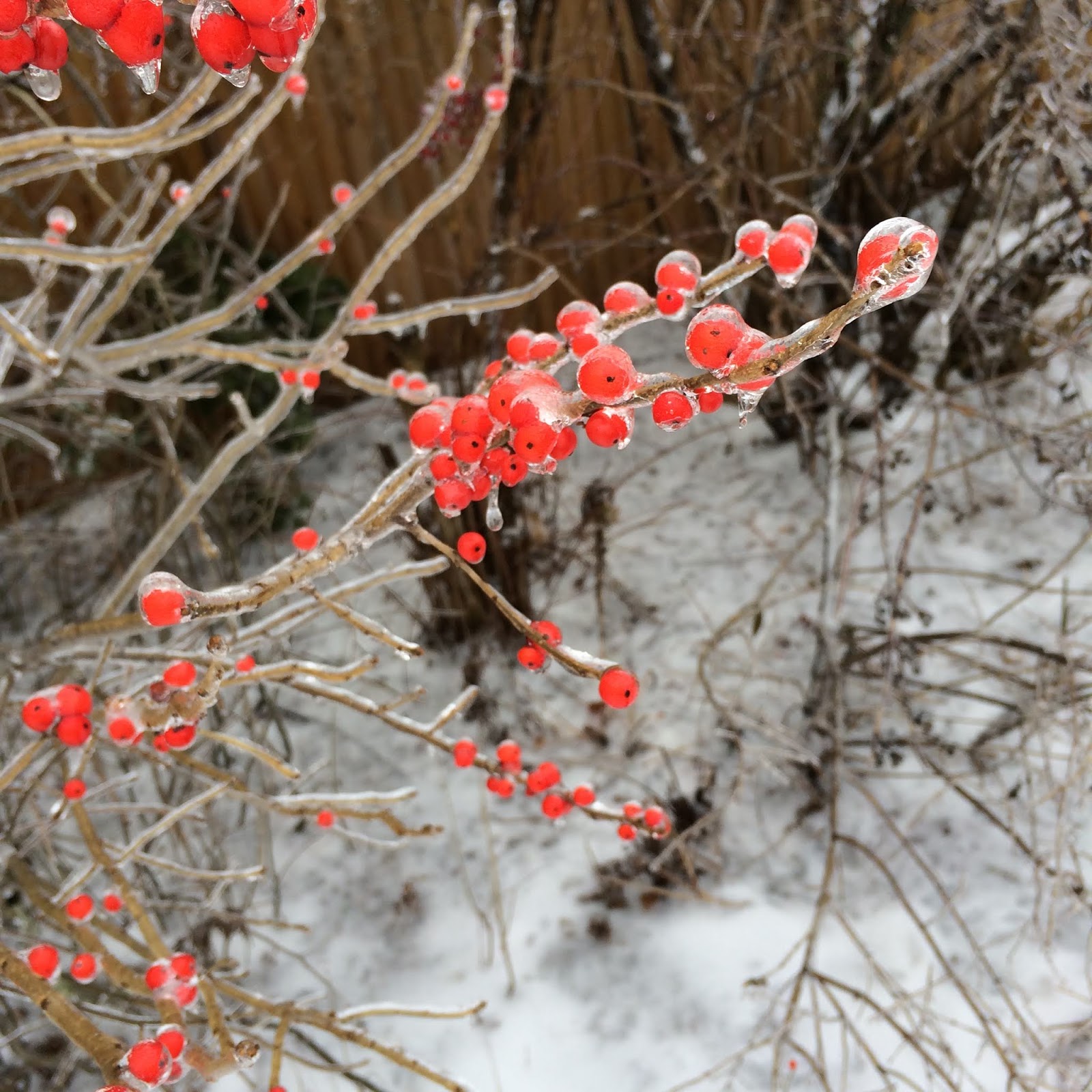 Butterflies Of Singapore Favourite Nectaring Plants 3