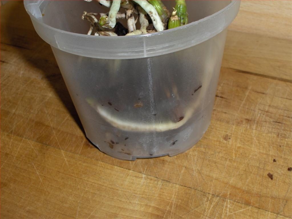 Orchids How To How to repot a Cattleya orchid in bark and sphagnummoss