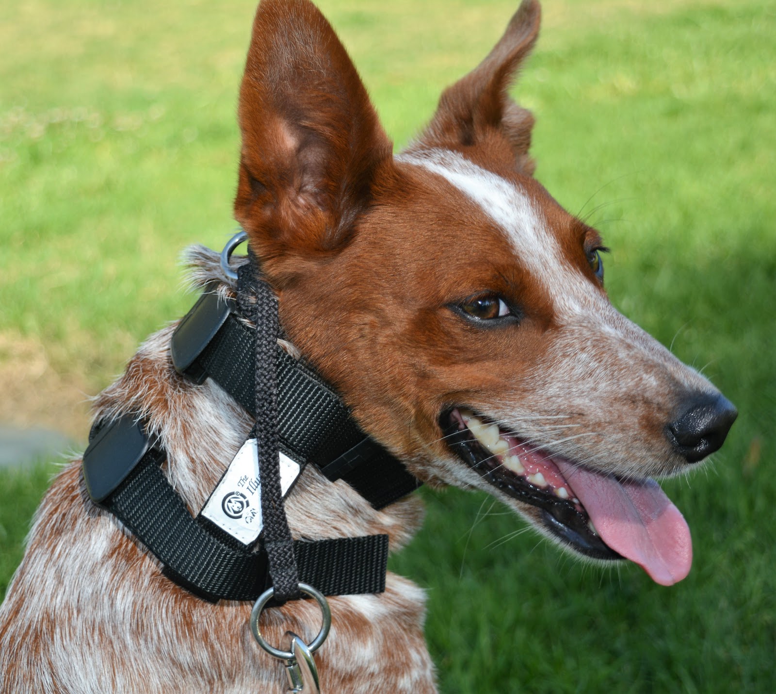 Cheap how to put on cesar millan dog harness Hotsell