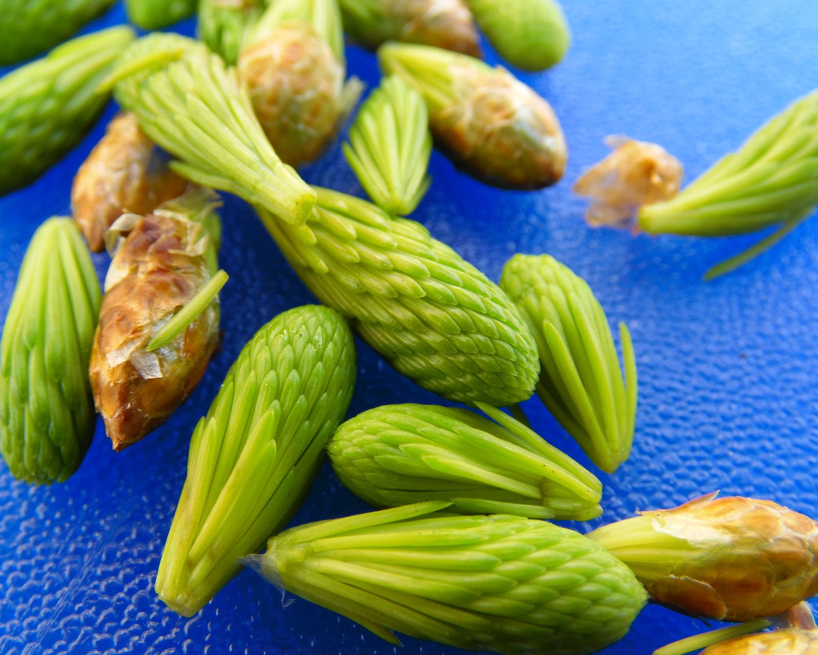 Don't Eat the Paste How to make spruce tip salt