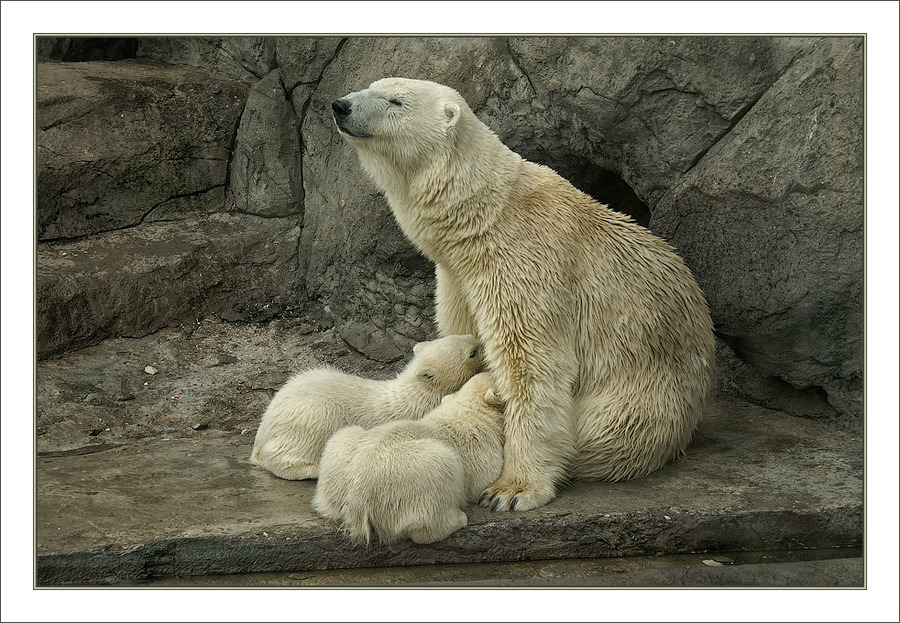 поросята сосуны. коровы и телята. кормящая кошка. млекопитающие с детенымиши.