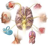 Nervous System index