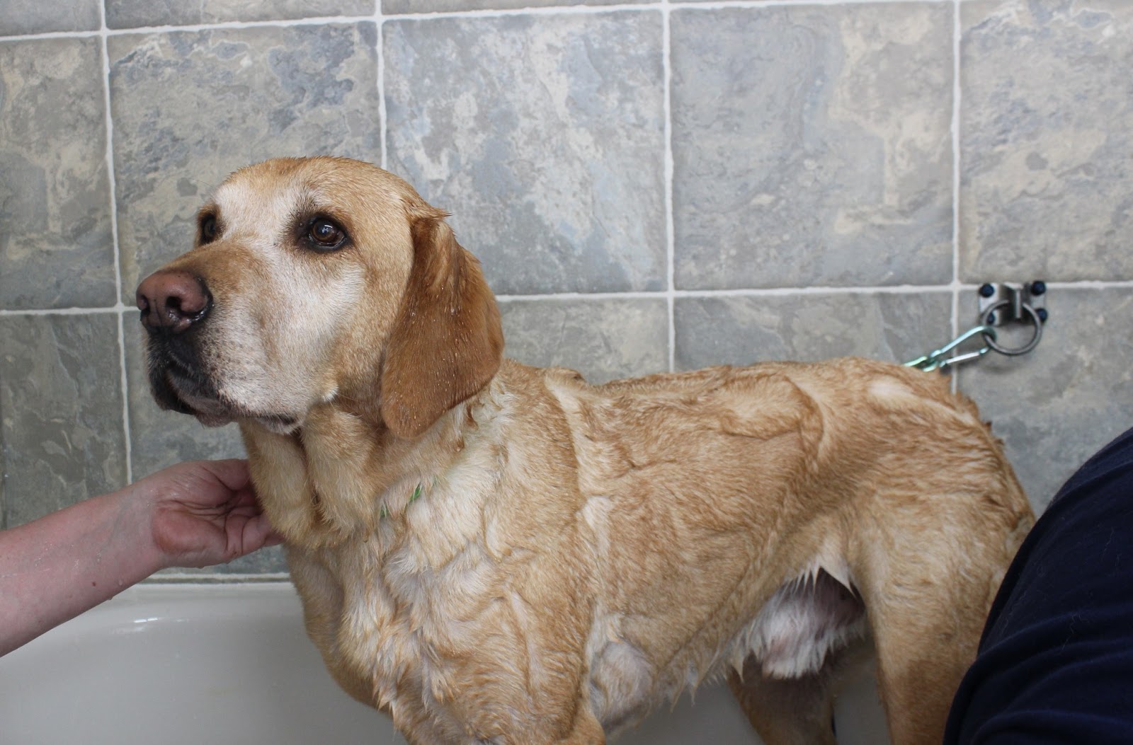 Know Thy Dog SCRUB SCRUB SCRUB